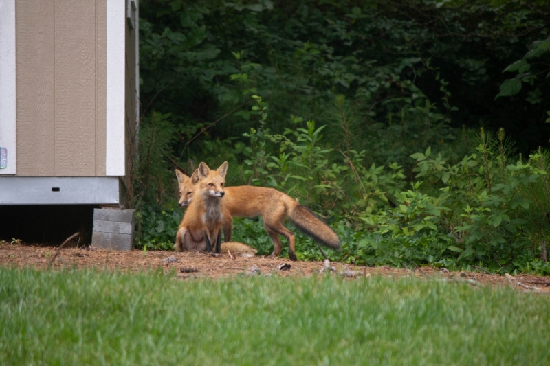 Foxes