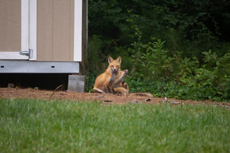 Foxes