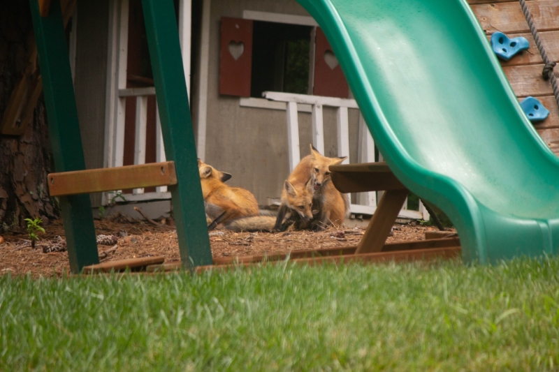 Foxes