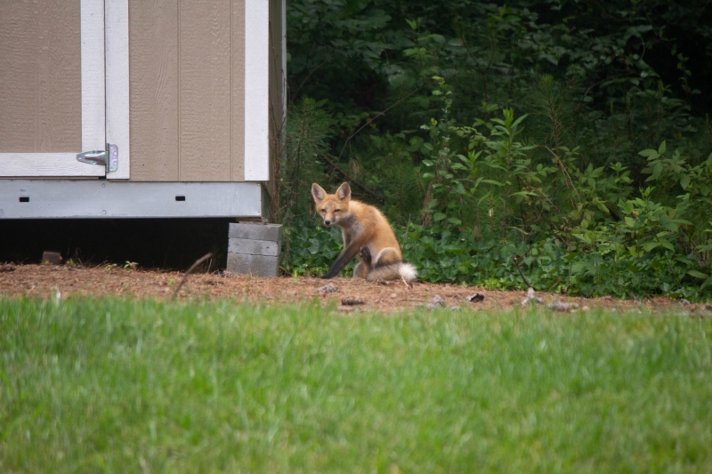 Foxes