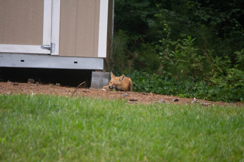 Foxes