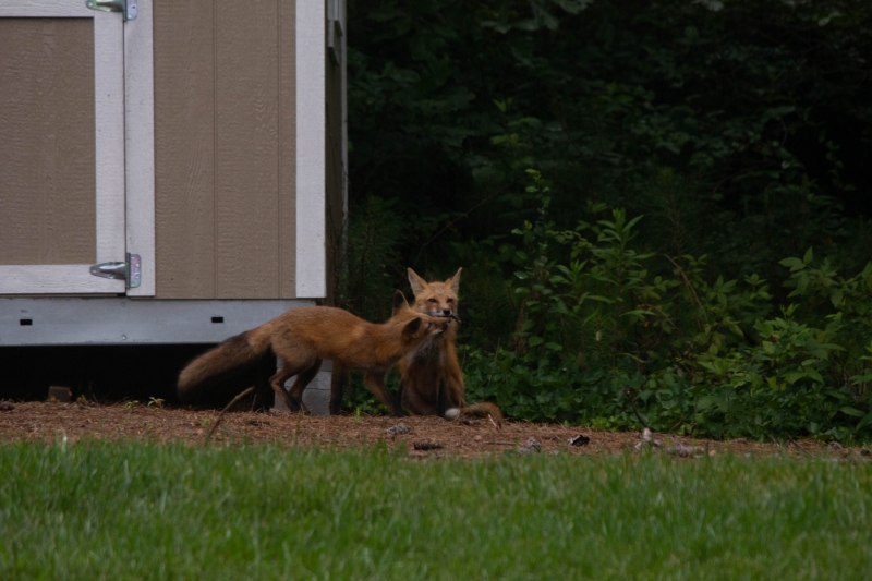 Foxes