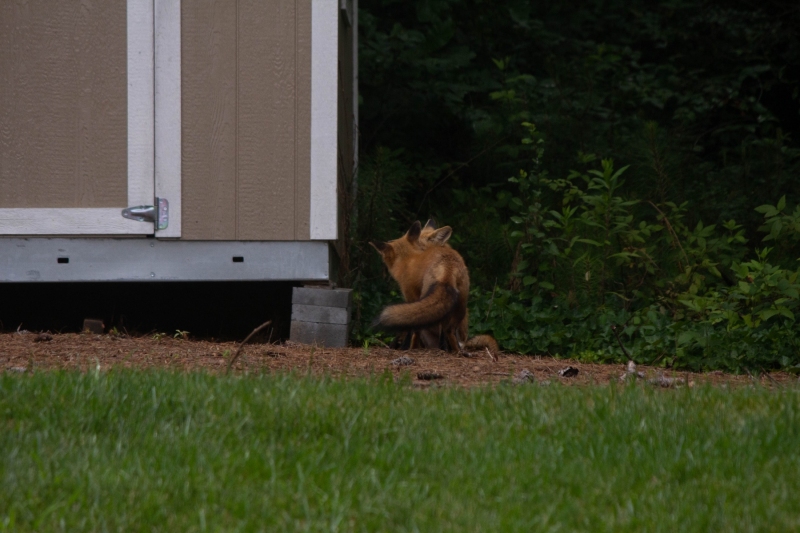 Foxes