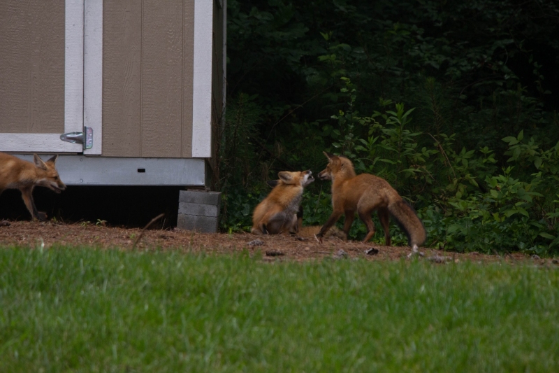 Foxes