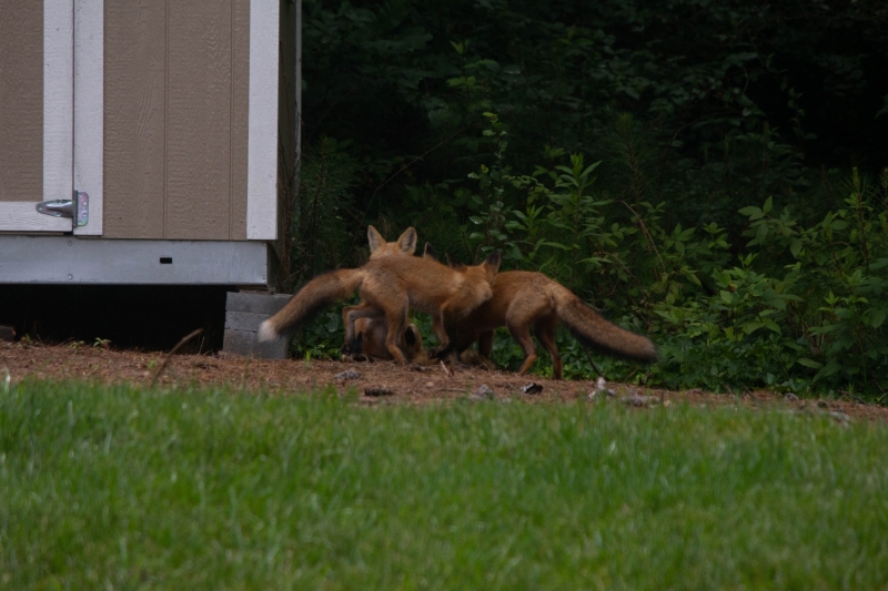 Foxes