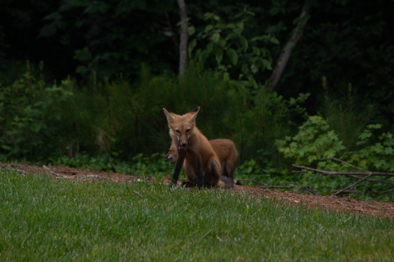 Foxes