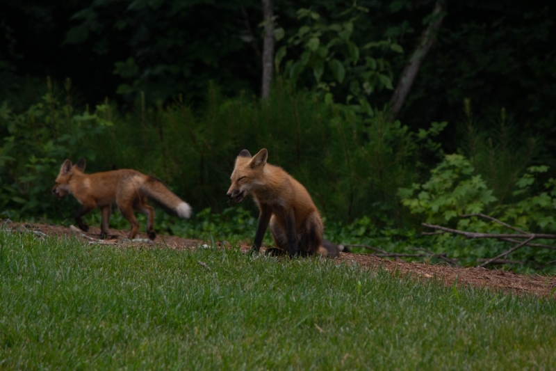 Foxes