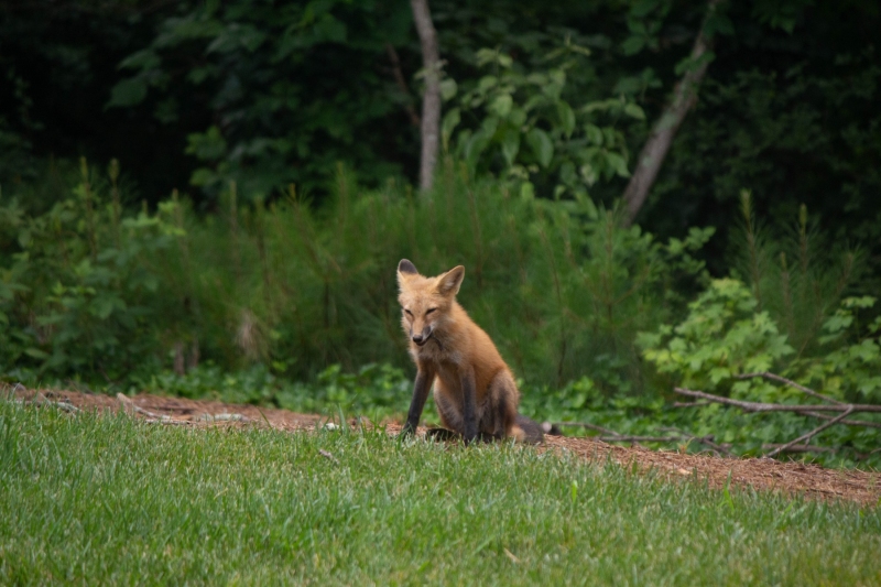 Foxes