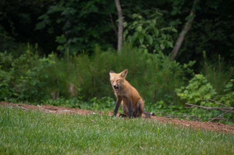 Foxes