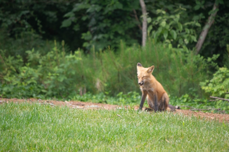 Foxes
