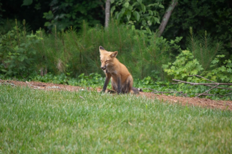 Foxes