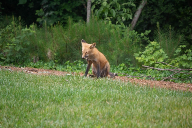 Foxes