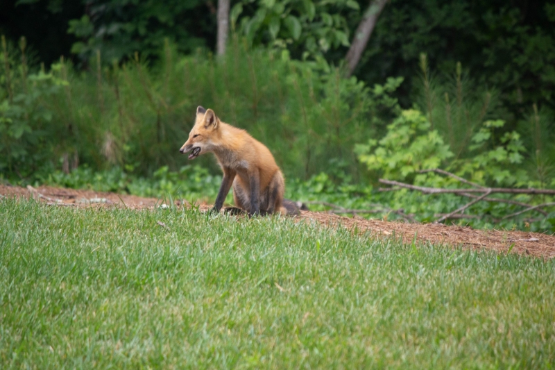 Foxes