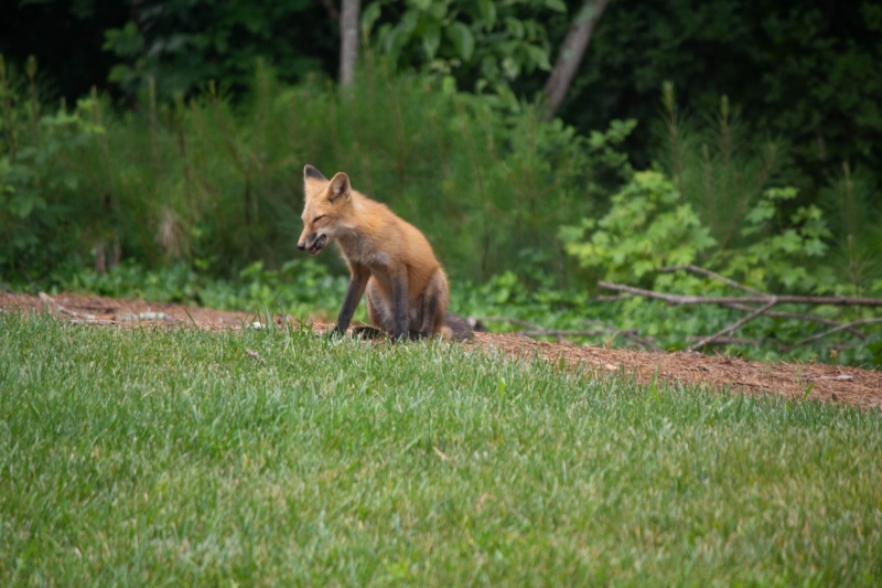 Foxes