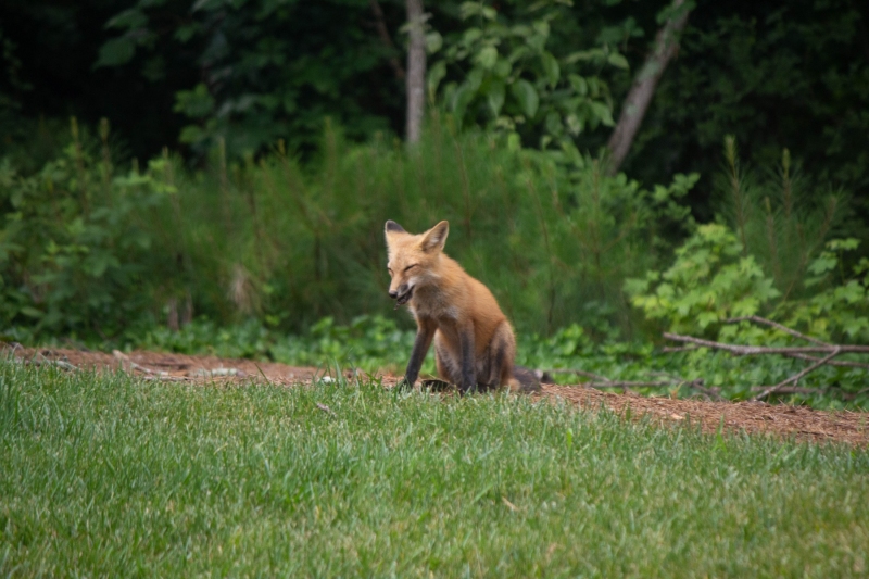 Foxes