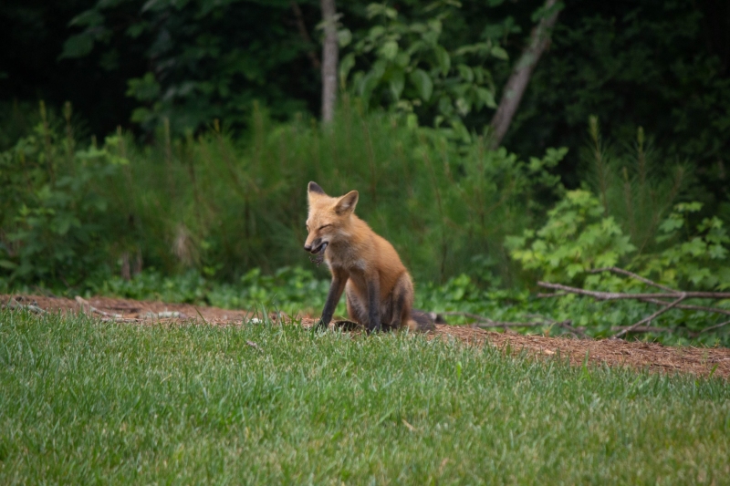 Foxes