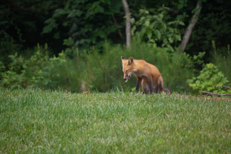 Foxes