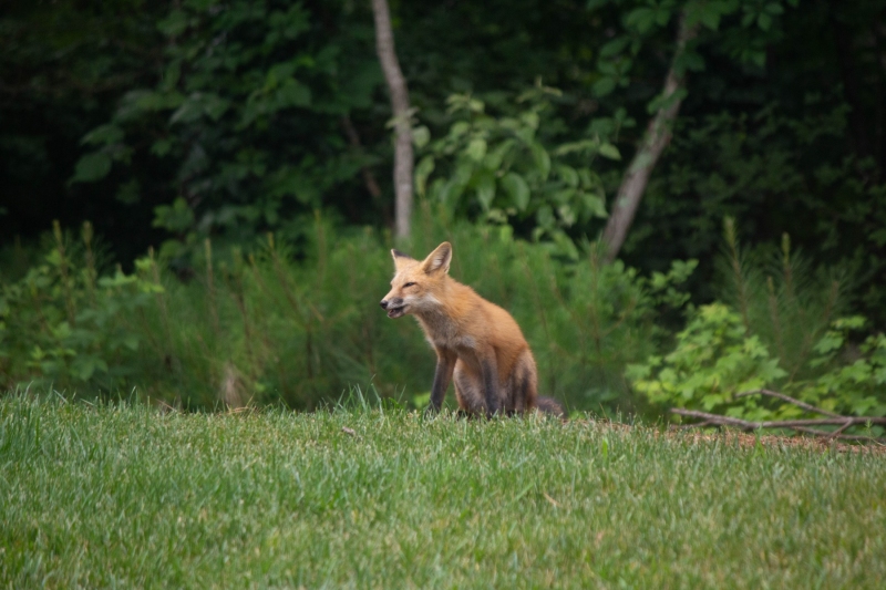 Foxes