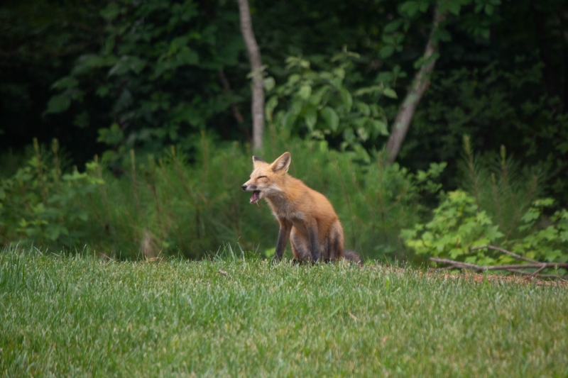 Foxes