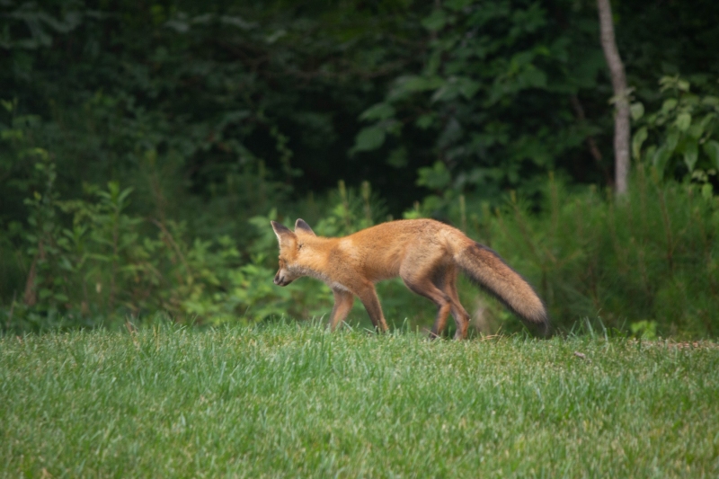 Foxes