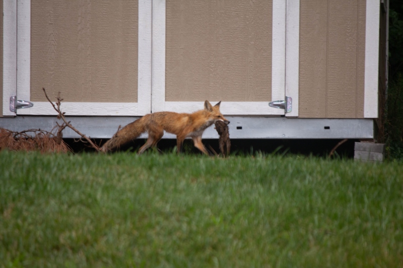 Foxes
