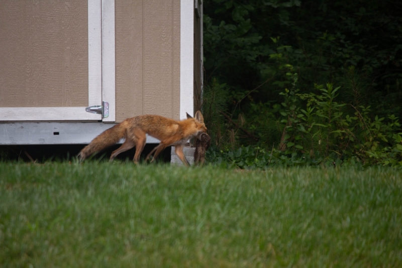 Foxes