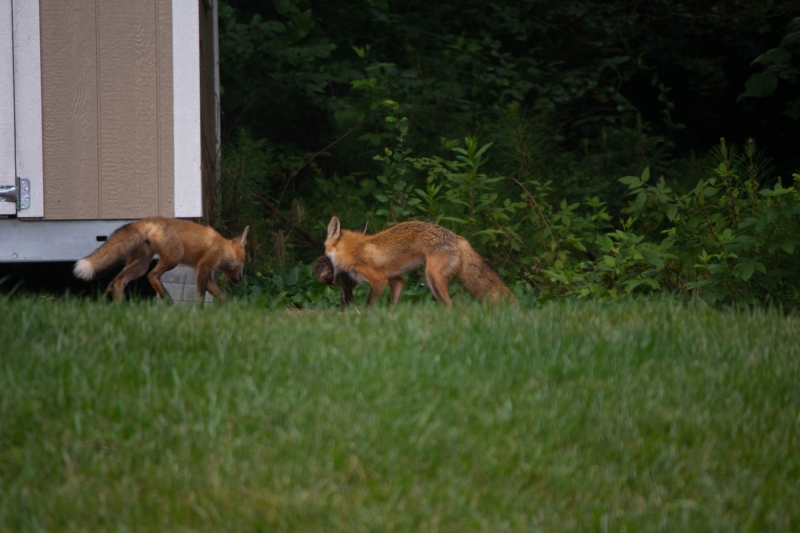Foxes