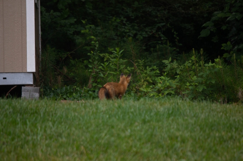 Foxes