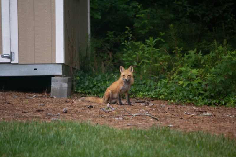 Foxes