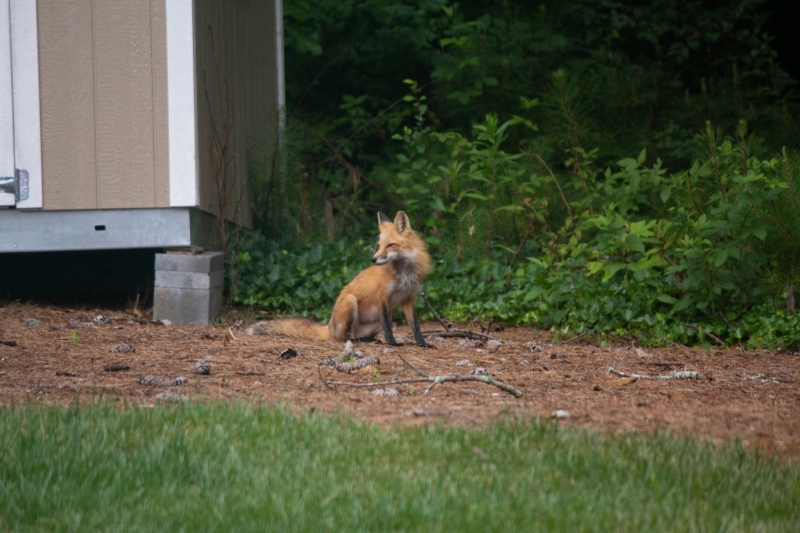 Foxes