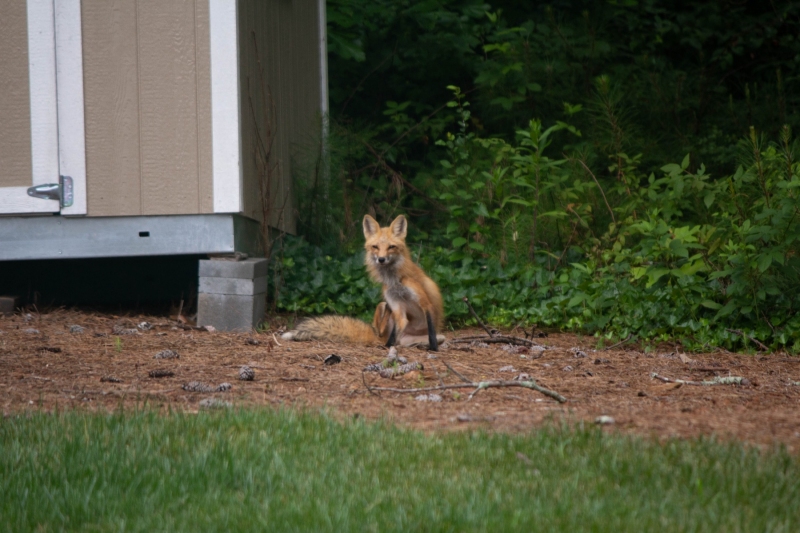 Foxes