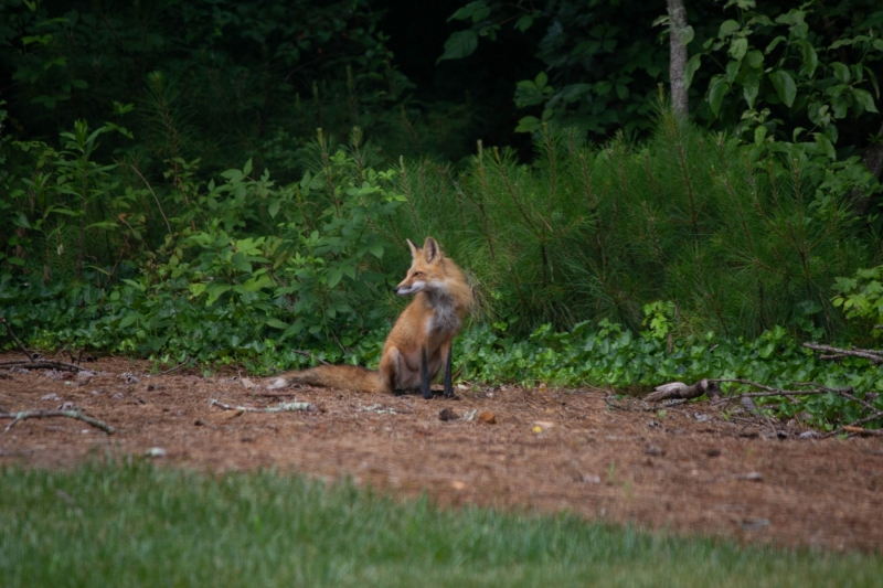 Foxes