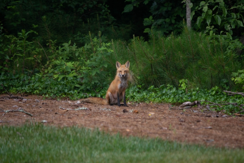 Foxes