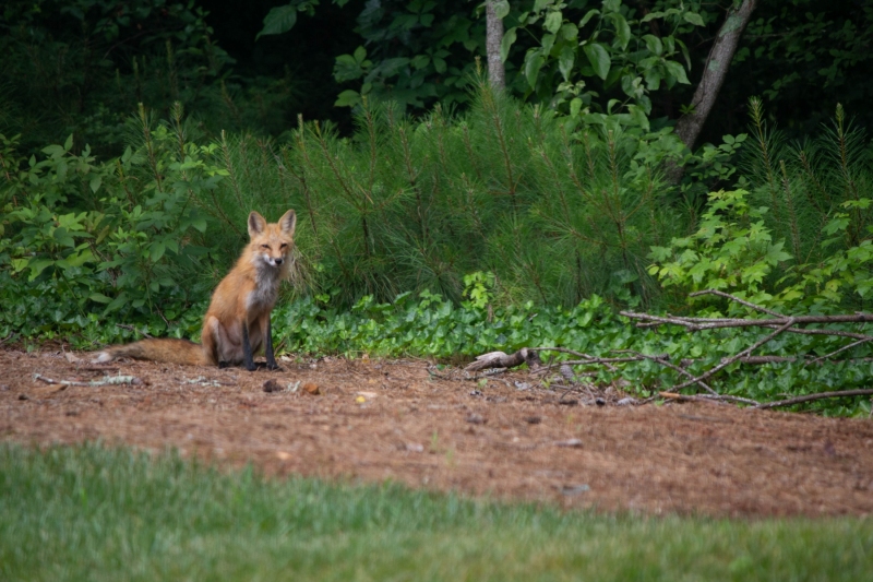 Foxes