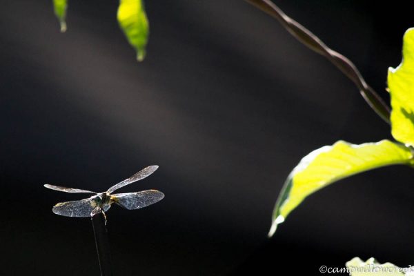 Dragonflies and Doritos